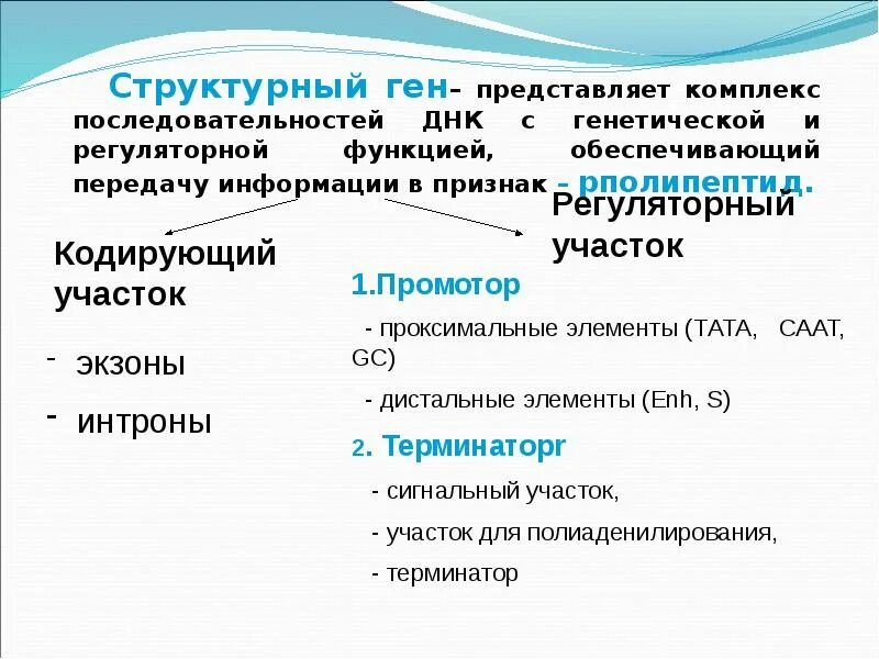 Структурные гены. Структурные и регуляторные гены. Структурные гены ДНК функции. Функции структурных генов.