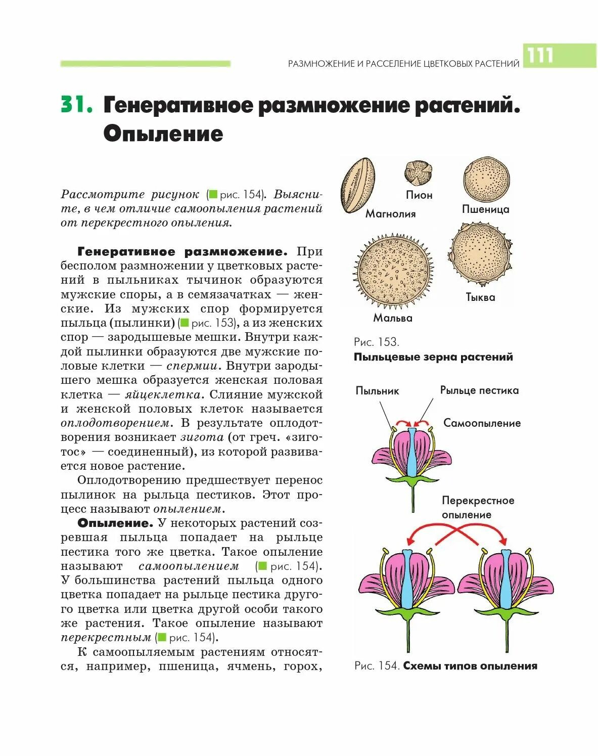 Генеративное размножение цветковых растений. Генеративное размножение растений опыление. Вегетативное и генеративное размножение растений 6 класс. Вегетативные и генеративные Тип размножения. Генеративное половое размножение