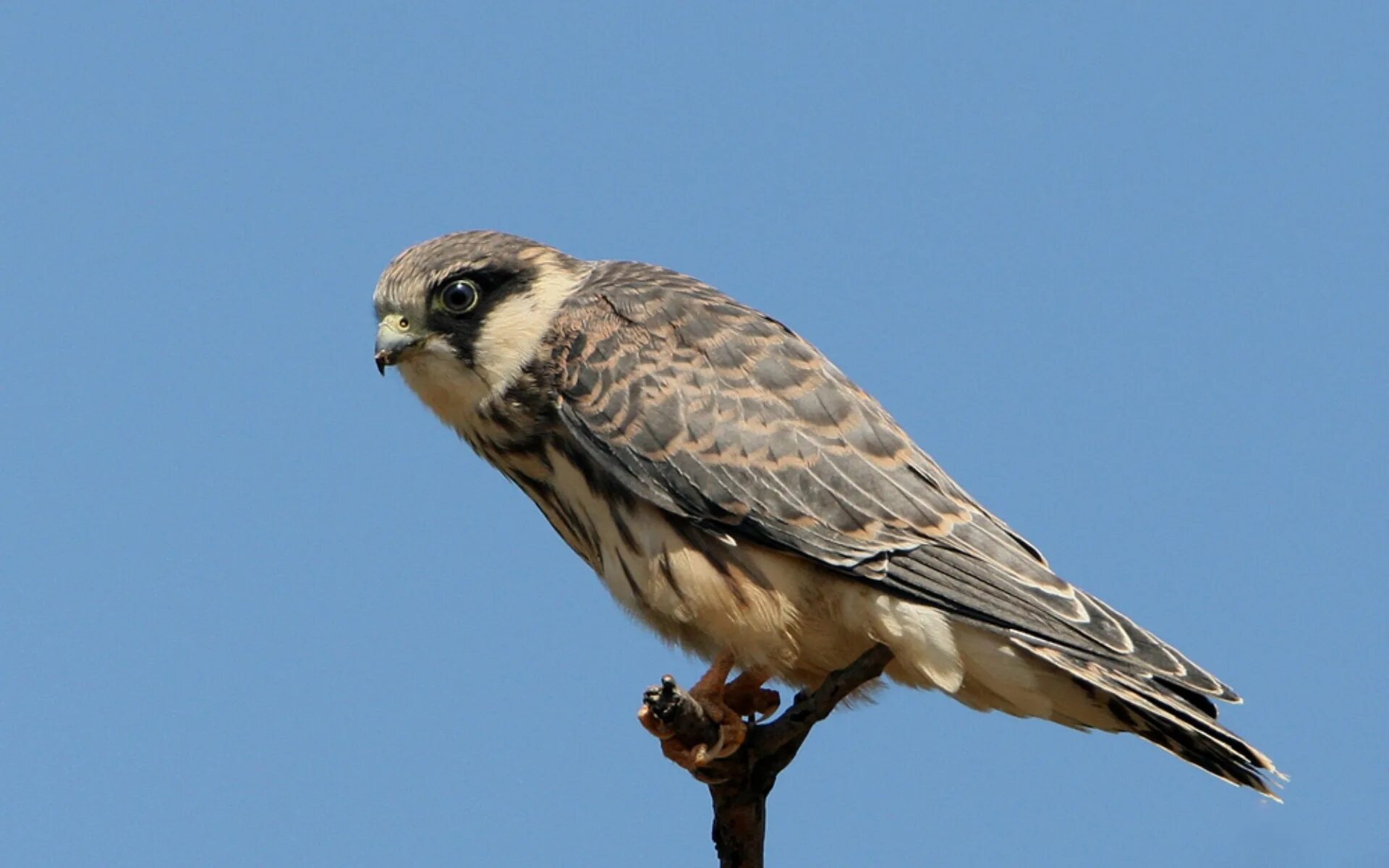 Сокол Кобчик. Кобчик (Falco vespertinus). Ястреб Халзан. Кобчик Луговой.