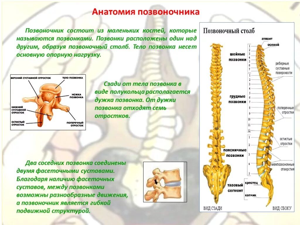 Состав отдела позвоночника. Анатомия позвоночника человека позвонки. Скелет туловища Позвоночный столб позвонки. Позвоночный столб анатомия строение. Позвоночник отделы строение функции.