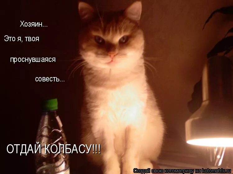 Совесть кота