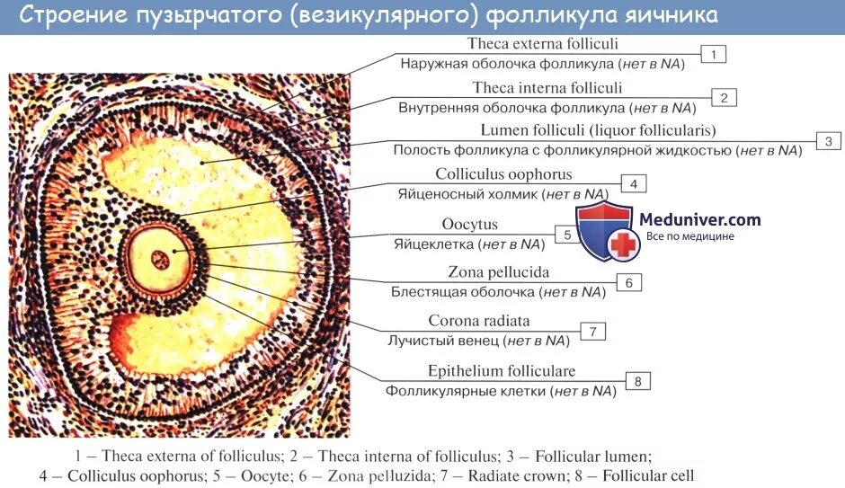 Яичник на латыни