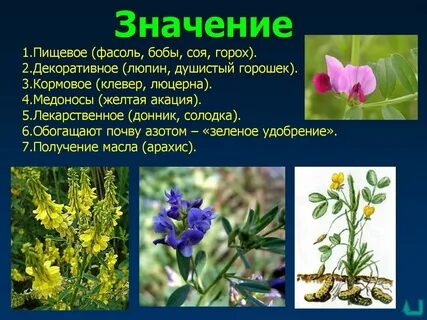 Крестоцветные и бобовые