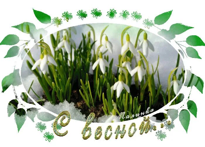 Доброе утро подснежники с надписями. Подснежники в корзине. Подснежник надпись. Праздник прихода весны. Подснежники на прозрачном фоне.