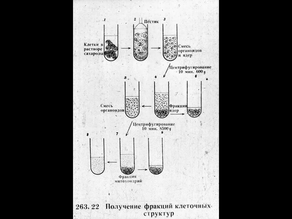 Получение фракции ядер метод биологии