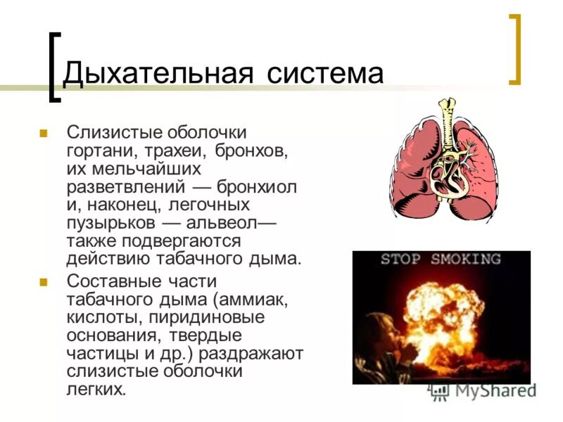 Оболочка легких 6. Органы дыхания пассивное курение. Вред курения на дыхательную систему.