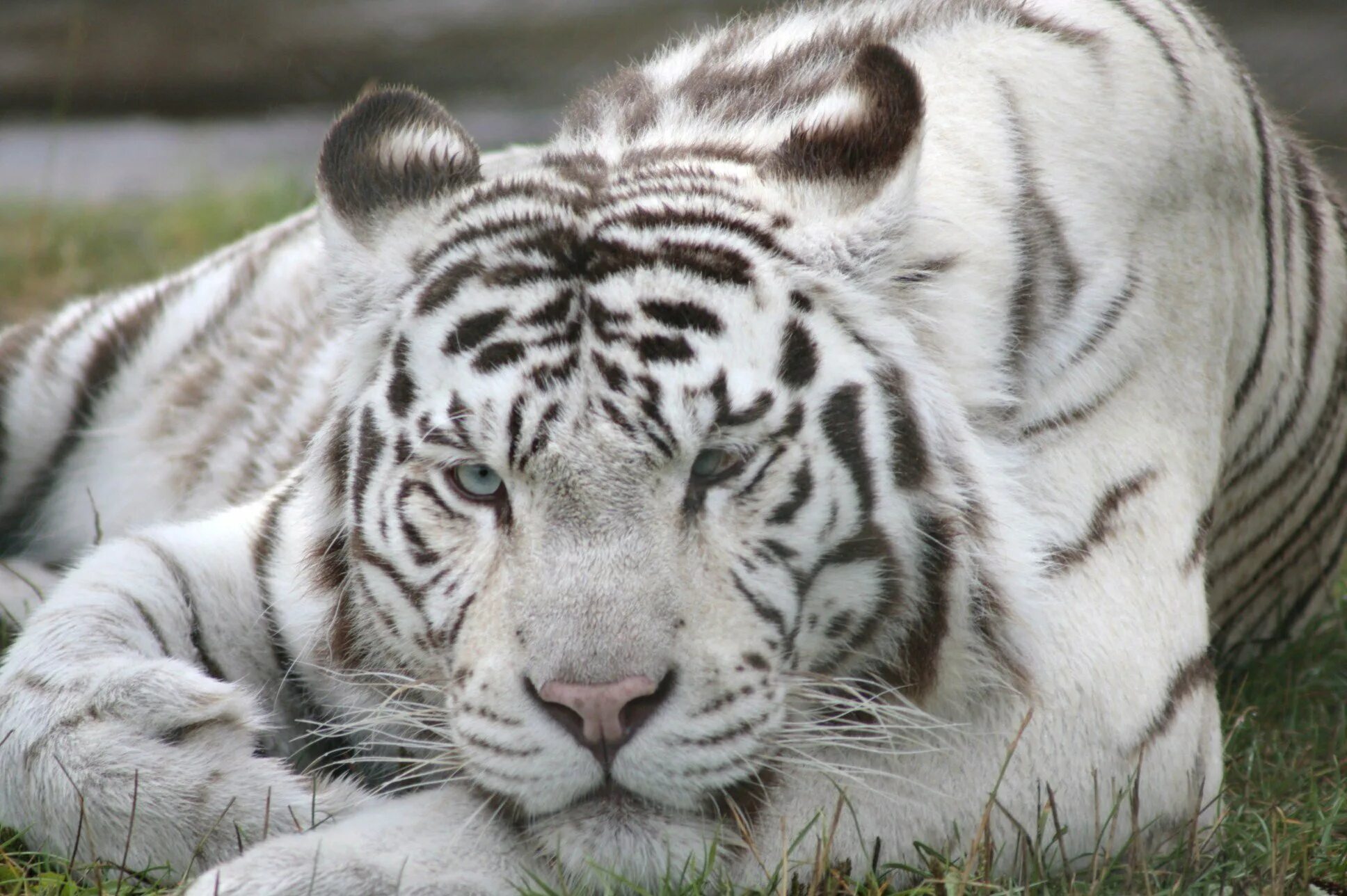 Какой тигр белый. Белый бенгальский тигр. Амурский тигр альбинос. Амурский тигр белый. Белый тигр и бенгальский тигр.