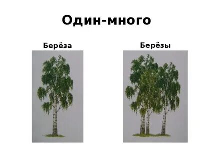 Береза согласные звуки