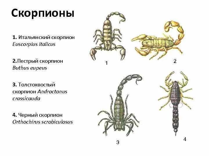 Скорпион цикл развития схема. Жизненный цикл пестрого скорпиона. Какой Тип развития характерен для чёрного толстохвостого скорпиона. Императорский Скорпион жизненный цикл.