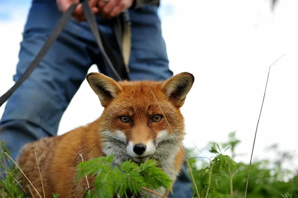 Пэтси Гиббонс. Ручная лисица. Одомашненная лиса. These are foxes