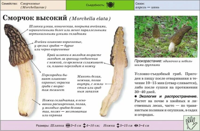 Строчки грибы съедобные и несъедобные. Сморчок строение гриба. Сморчок съедобный (Morchella esculenta)..