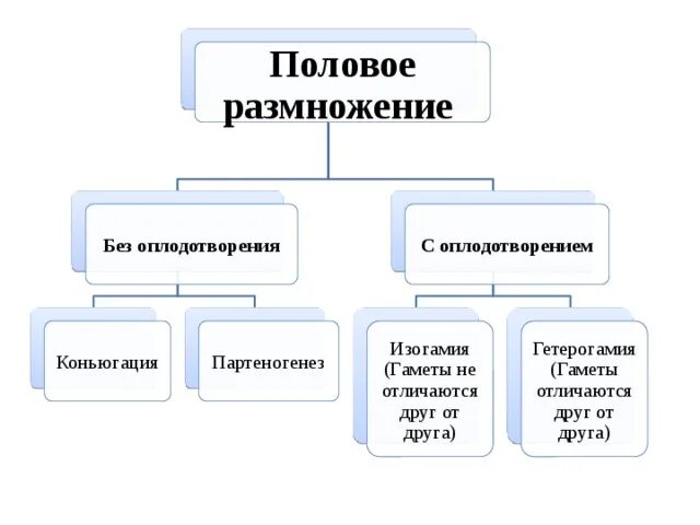 Половых клеток животных. Половое размножение сопровождается образованием и оплодотворением. Половое размножение осуществляется. Половое размножение сопровождается образованием и оплодотворением. Способы оплодотворения у животных.