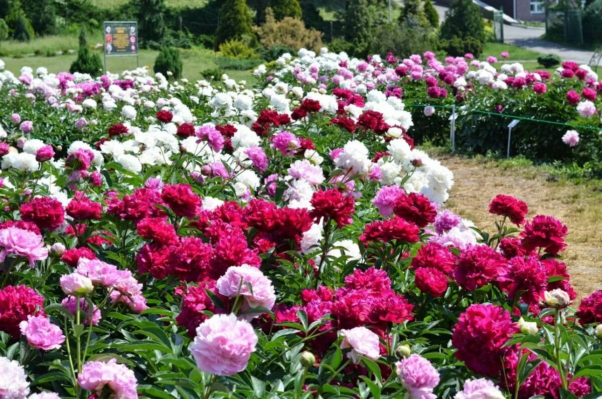 Моноклумба пионы. Пион иммакули. Пион bouchela. В цветнике растут только пионы. В цветнике растут только пионы.