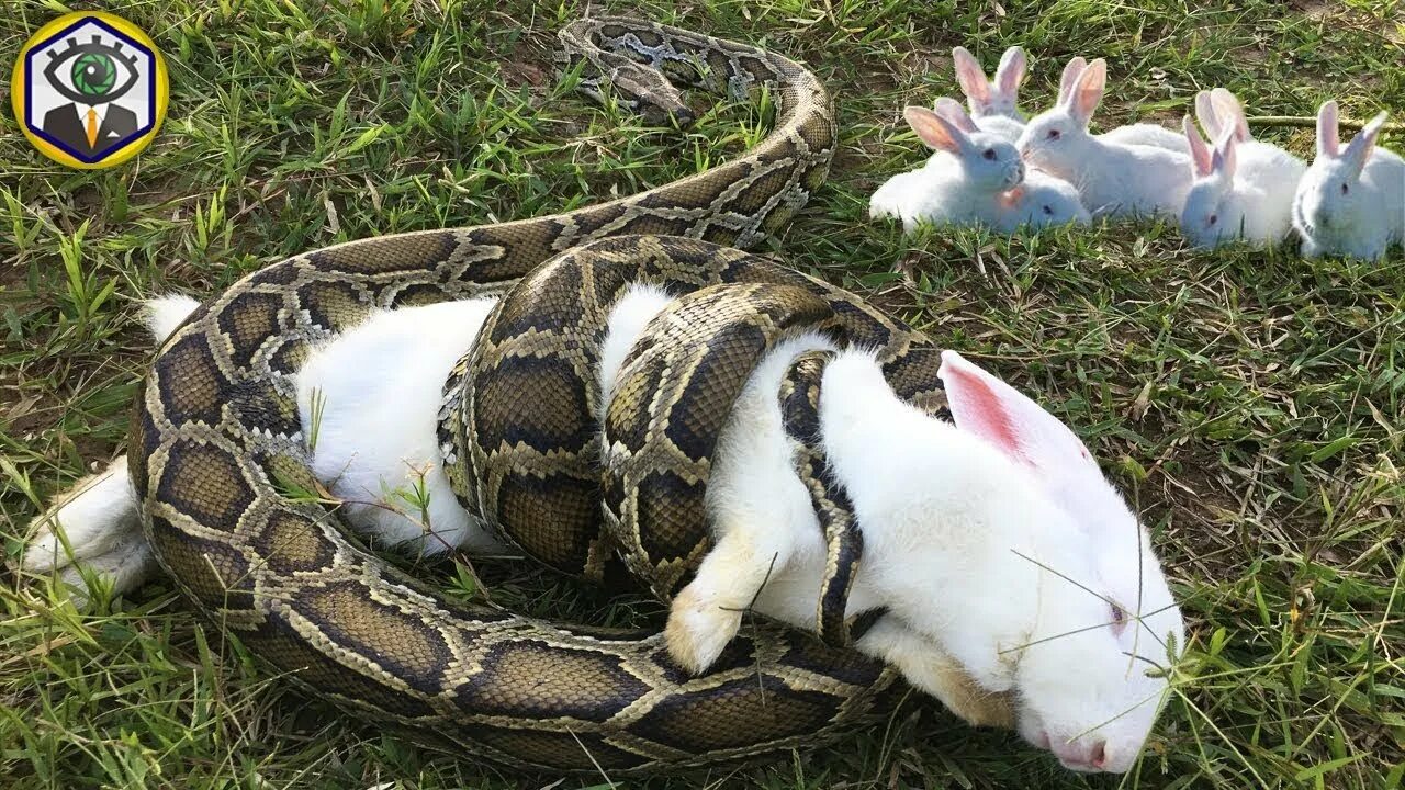 Rabbit snake 3. Rabbit snake 3
