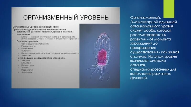 Организменный уровень организации. Организменный уровень характеристика. Структурные компоненты организменного уровня. Науки изучающие организменный уровень организации. Контрольная работа по биологии 9 организменный уровень