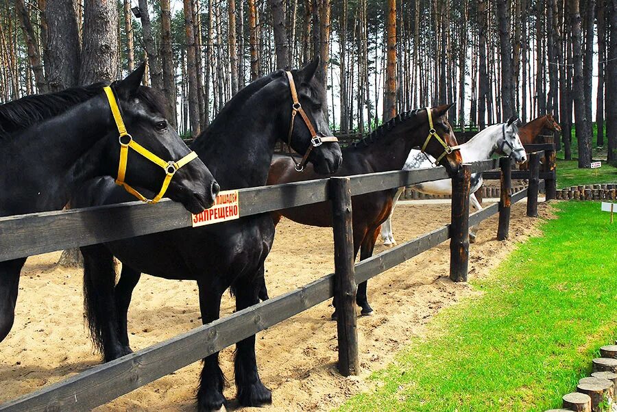 Видит кск. Кск пегас дракино. кск конюшня. конный клуб. лошадь в конюшне.
