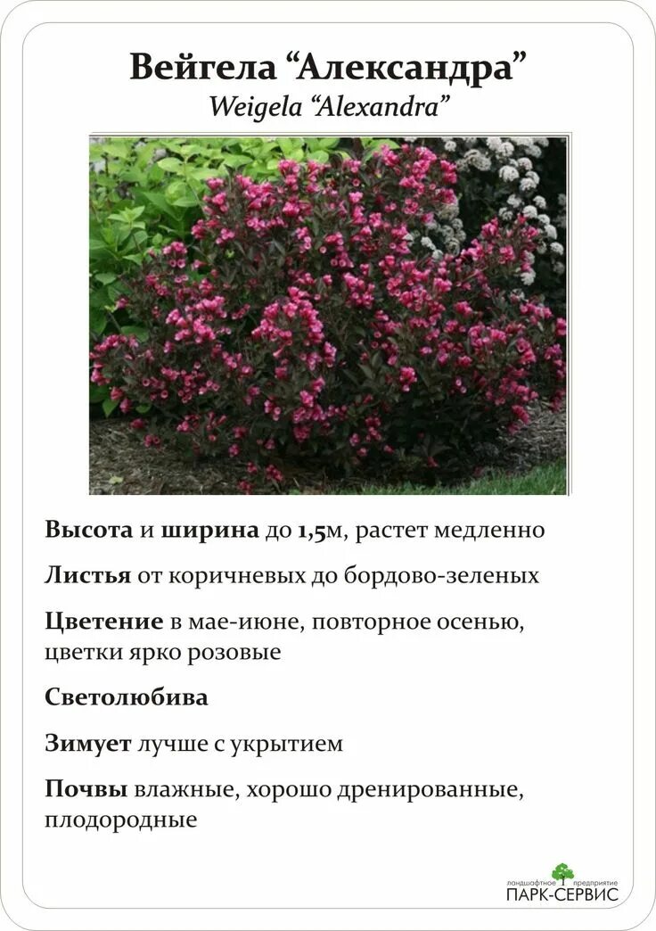 Вейгела кустарник описание и фото посадка Купить Вейгела цветущая "Танго" в Арзамасе "Лэндмастер52". Товары и услуги для о