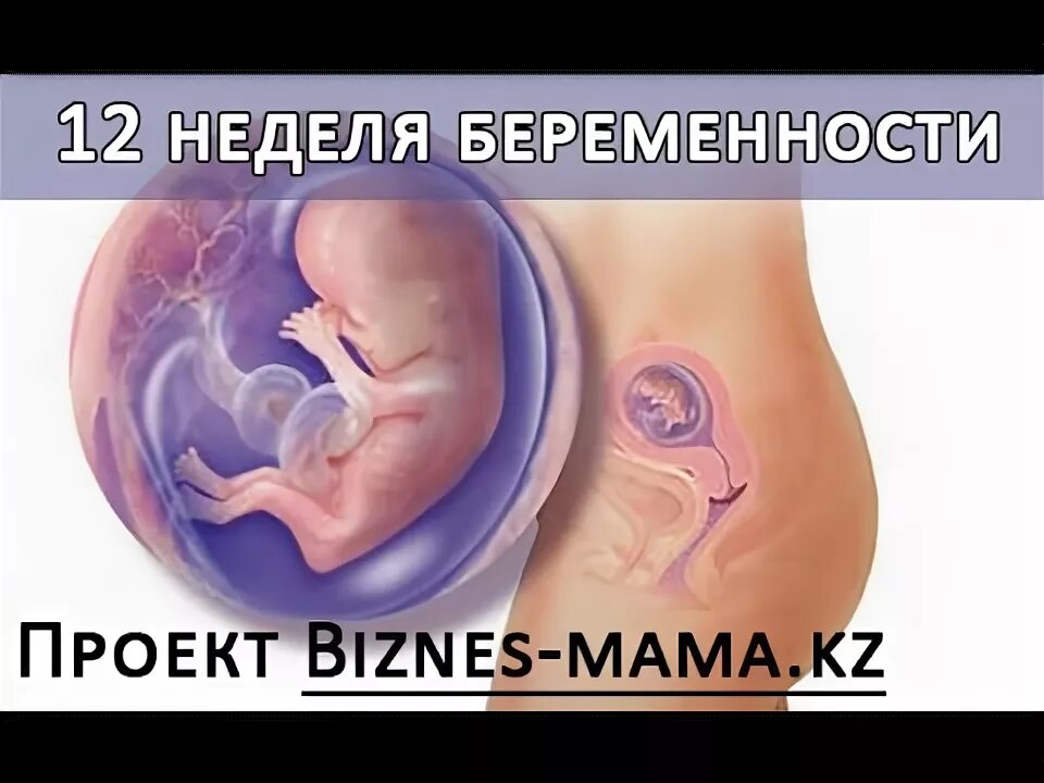Как выглядит ребёнок в 12 недель беременности. Плод ребенка на 12 неделе беременности. 12 недель беременности видео. Ребёнок на 13 неделе беременности. Плод на 12 неделе беременности.