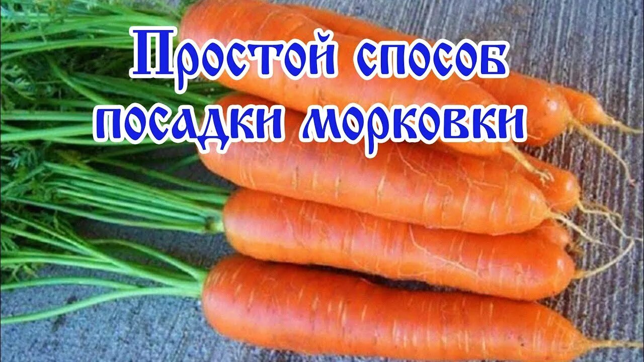 Масса выращенной моркови в 3 раза. Простой способ посадки морковки. Сорт моркови для средней полосы России. Самый простой способ посадки морковки. Название моркови на посадку.