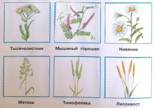 Определите растения луга изображенные в приложении вырежите. Мама серёжи и нади интересуется знаешь ли ты растения луга. атлас определитель луговые растения 4 класс. луговые цветы картинки с названиями. луговые цветы картинки с названиями для детей.