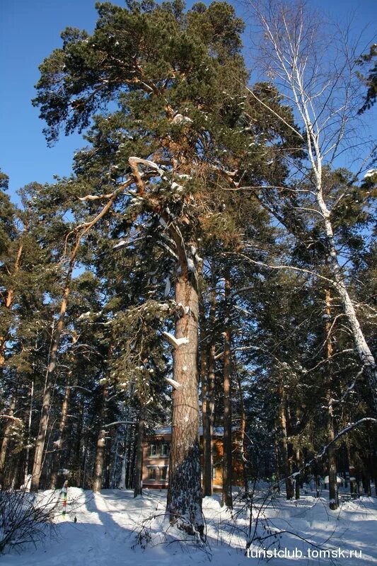 прирост сосны обыкновенной. сосна 5 лет высота. сосна lilliput. сосна прирост. сосна прирост.