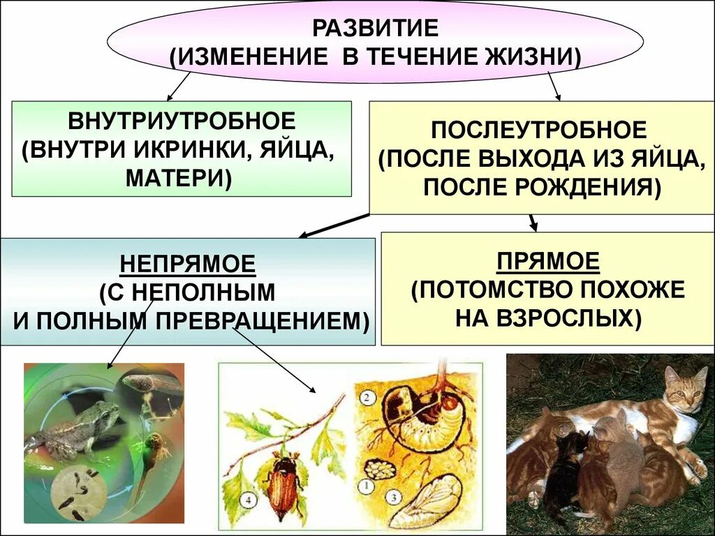 Типы развития животных биология 8 класс. Развитие животных. Развитие с превращением у животных презентация. Типы развития животных прямое и Непрямое. Развитие млекопитающих с превращением.