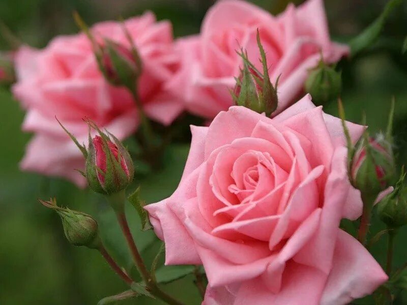 Песня будь самой счастливой. С днем рождения Розочка. Цветы будьте счастливы. Красивой женщине красивые цветы стихи. Будьте счастливы и любимы.