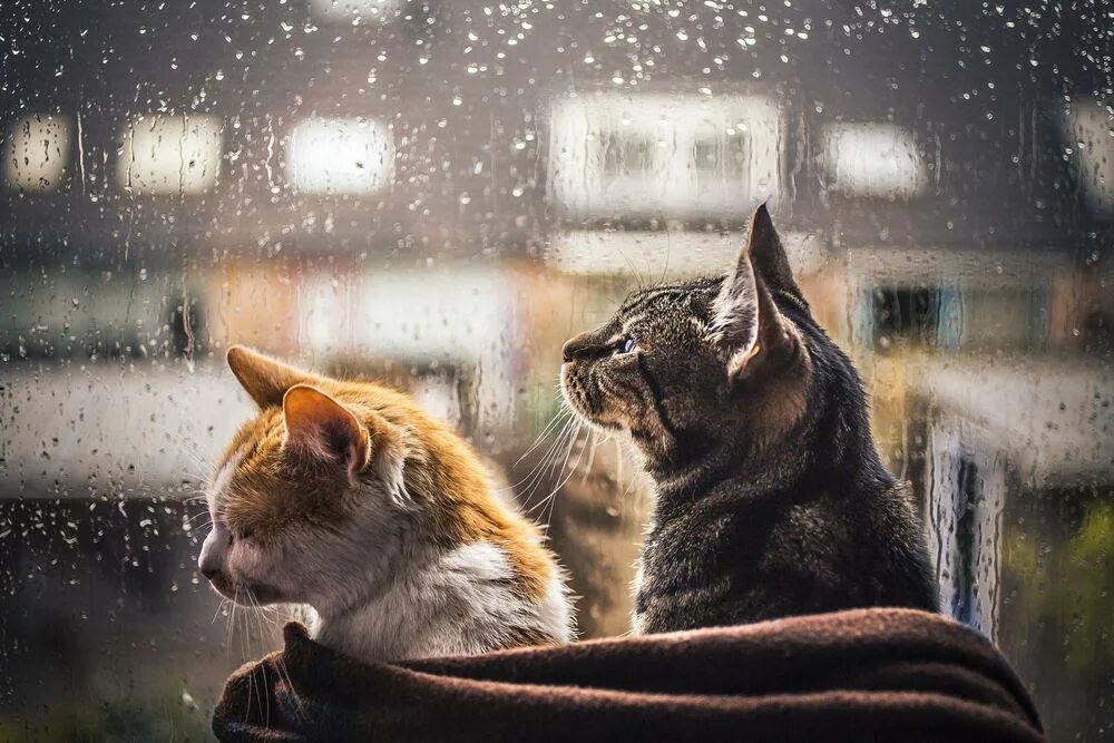 Rain animals. Кот и дождь. Котики дождь. Кот под дождем. Кот осень дождь.