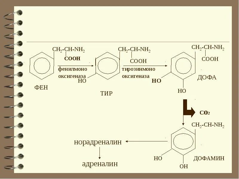 Бензольное кольцо с nh2 и Oh. Бензол ch2 ch2 Cooh. Бензольное кольцо-Ch-Ch-Cooh-nh2. Бензол Oh nh2. Бензол oh