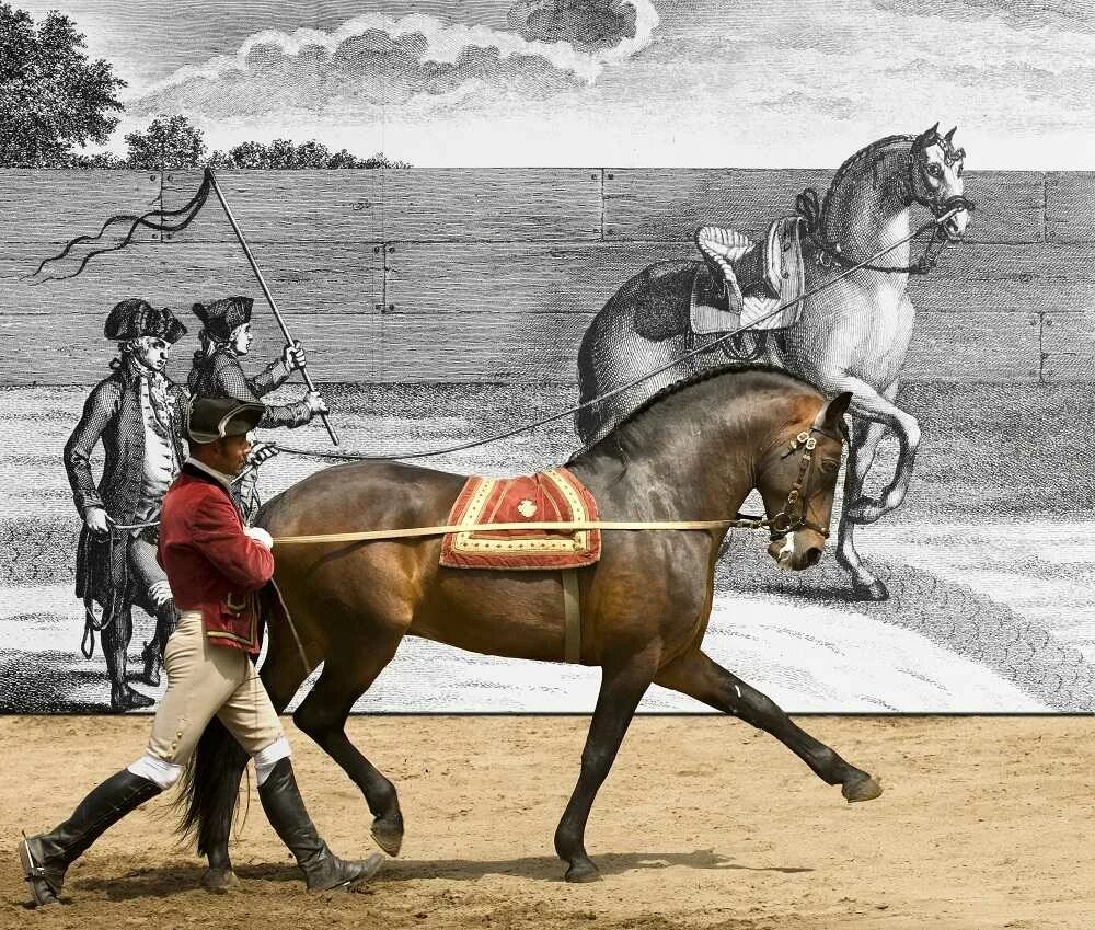 Развитие конного спорта. Лошади в древности. Конный спорт в древности. Первые соревнования по конному спорту. Конный спорт Зарождение.