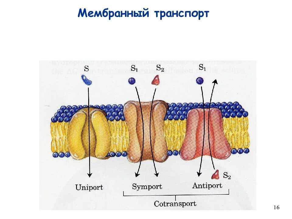 Какой вид мембранного транспорта показан на рисунке. Мембранный транспорт. Мембранный транспортный белок. Виды мембранного транспорта. Виды транспорта через мембрану.