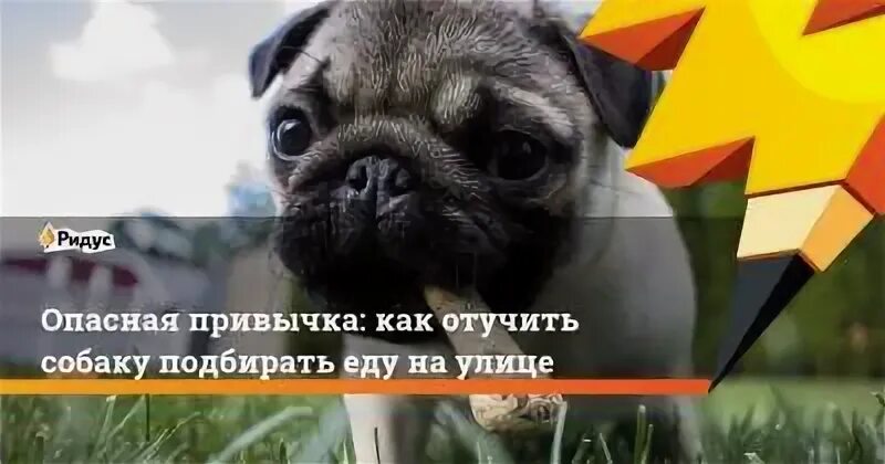 Как отучить собаку все подбирать на улице. Как отучить собаку подбирать еду на улице. как отучить собаку подбирать на улице. как отучить собаку отбирать еду. как отучить собаку чаевничать.