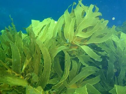В амебе поселилась водоросль водоросль