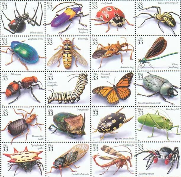 Три названия насекомых. Насекомые и их названия. Имена насекомых. Картинки насекомых с названиями. Насекомые с названиями для детей.
