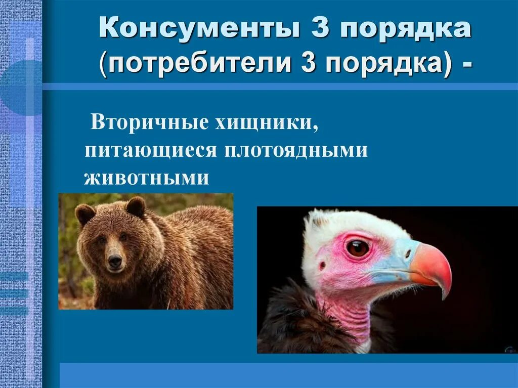 Чем отличаются консументы первого. Консумент 1 2 3 порядка это. Консументы 3 порядка. Консументы 3 порядка примеры. Консументы потребители.