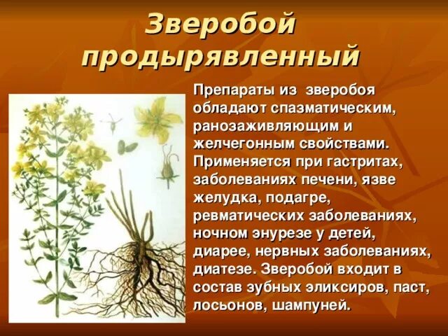 4 зверобой 2. Лекарственные растения Омской области. Лекарсвенные растение Омской области. Лекарственные растения Тверской области. Зверобой продырявленный препараты.