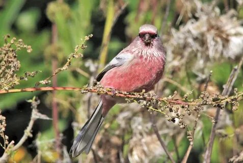 Bird на русском