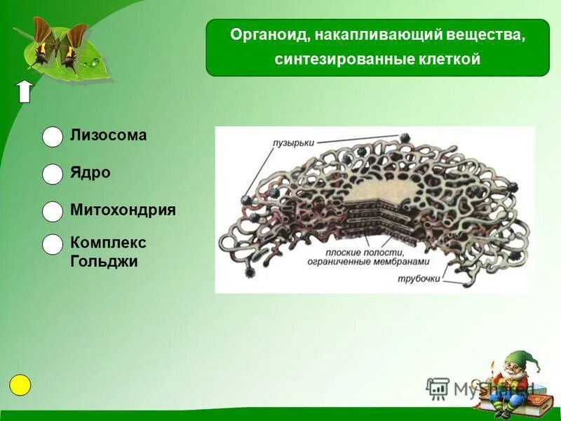 Органоид накапливающий продукты обмена веществ клетки. Органеллы клетки синтезирующие вещества. Органоид накапливающий вещества синтезированные клеткой. Накопление веществ органоид.