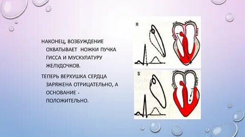 Сердце возбуждено