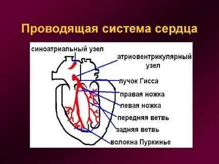 Имеется проводящая система