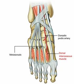 Fractura pedis transversa