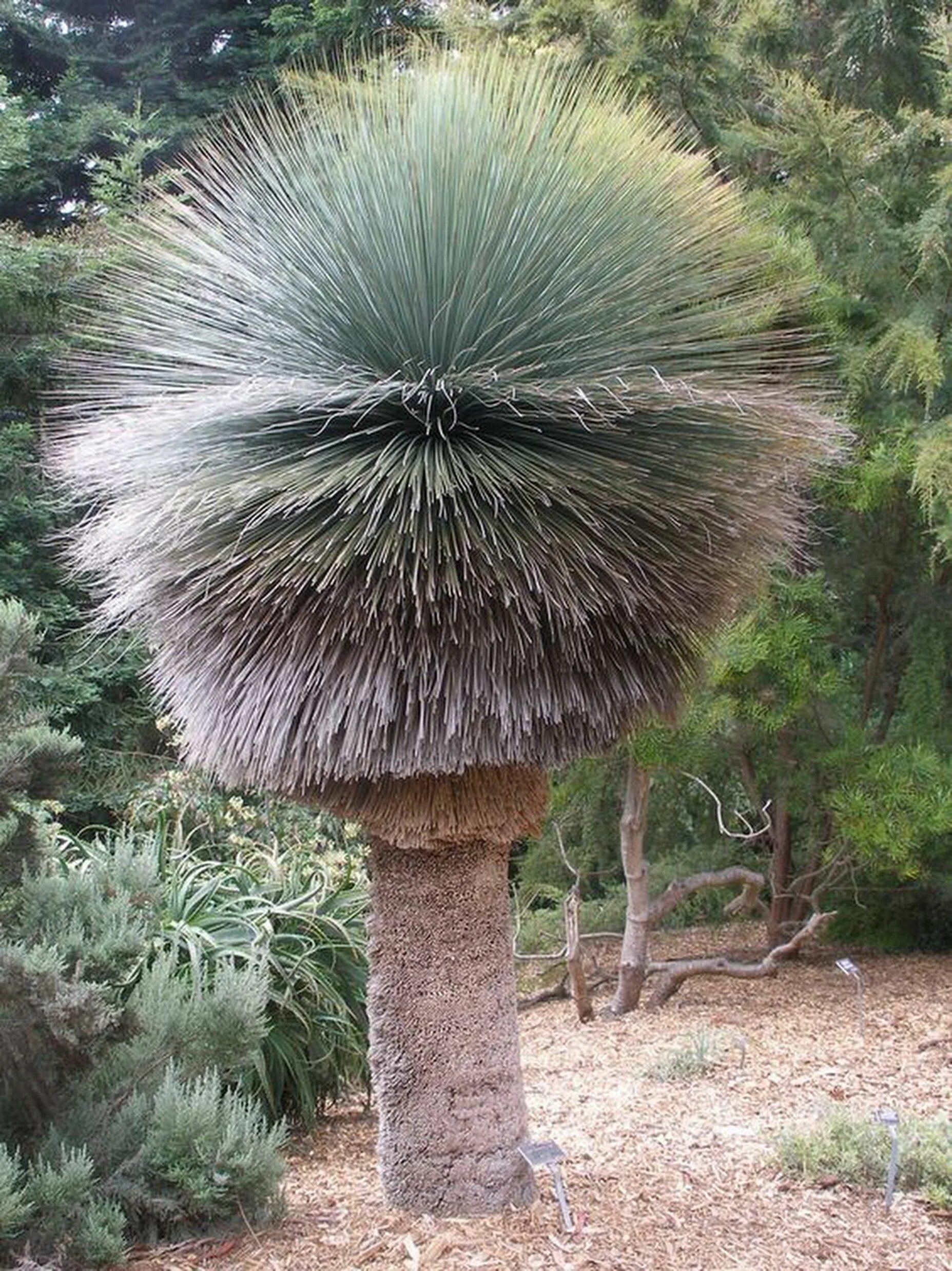 Необычные деревья и кустарники. Ксанторрея. xanthorrhoea цветы. ксанторрея семена. необычные деревья.