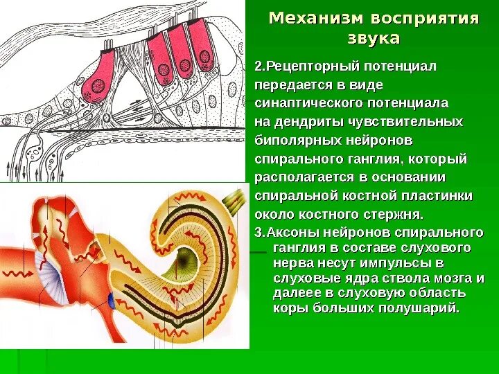 Слуховая зона коры головного мозга. Эндолимфа в ухе. Схема механизм восприятия звука слуховым анализатором. Строение уха слуховой нерв. Механизм восприятия звука слуховым анализатором.