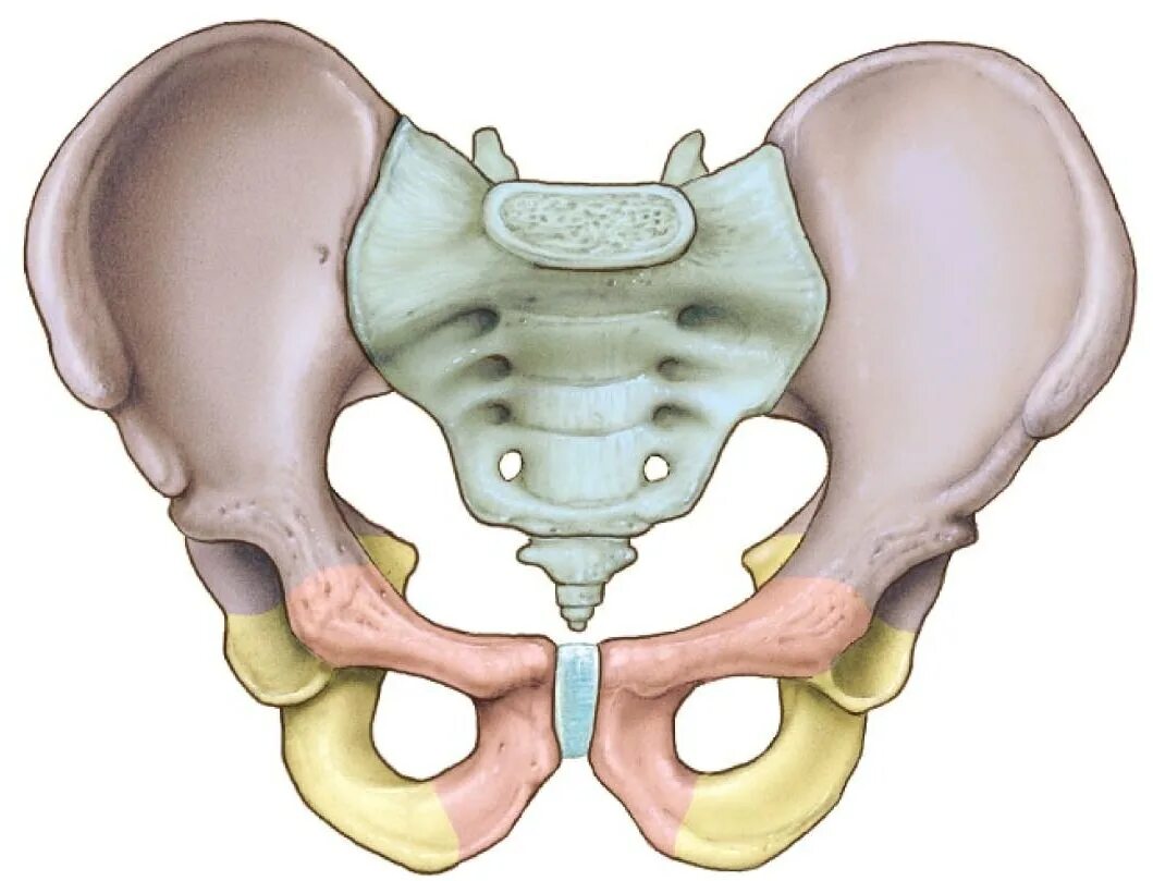 Таз анатомия подвздошная. Тазовая кость анатомия крестца. Таз строение лобковая кость. Лобковая кость таза анатомия.