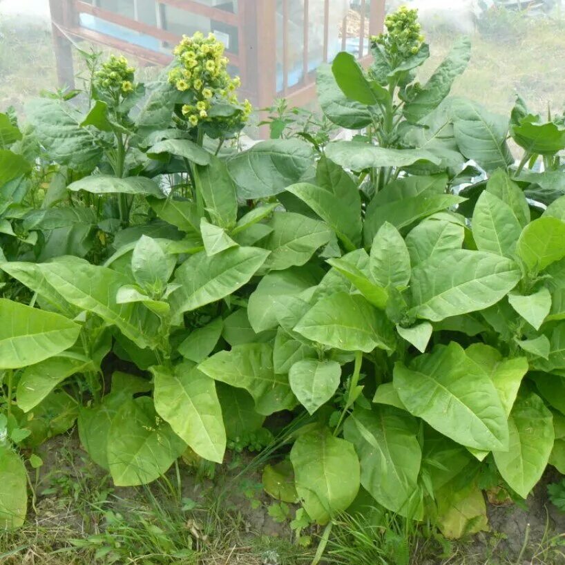 Махорка что это. Махорка крупка ссср. Махорка курительная. Махорка. Табак махорка.