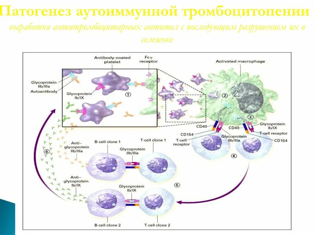 Патогенез тромбоцитопении. Аутоиммунная тромбоцитопения патогенез. аутоиммунная тромбоцитопения иммунопатогенез. тромбоцитопеническая пурпура этиопатогенез. идиопатическая тромбоцитопения патогенез.