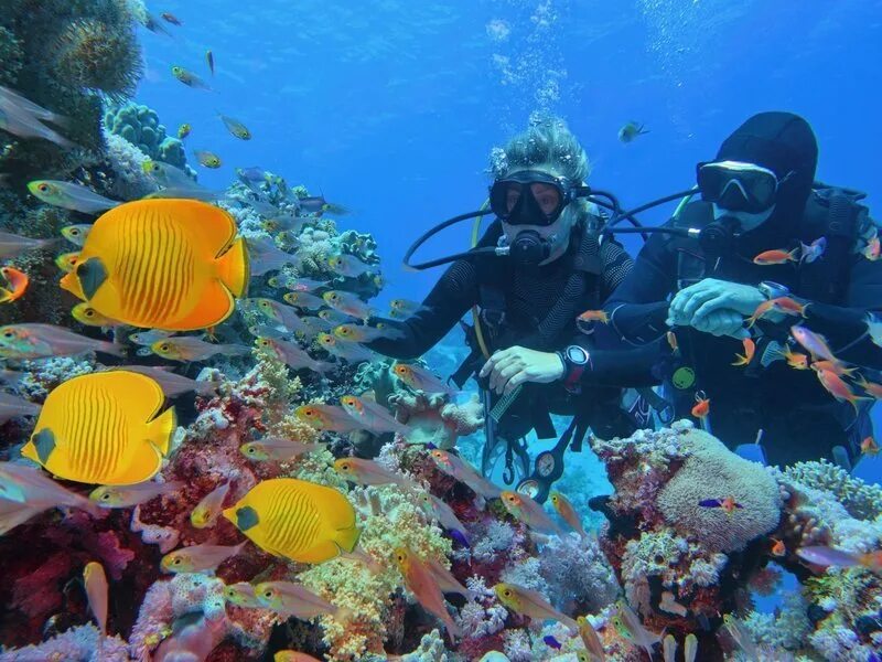 Дайвинг в шарм эль шейхе 2025. Бахрейн подводный парк dive bahrain. большой барьерный риф дайвинг. шарм-эль-шейх море. sharm el sheikh diving.