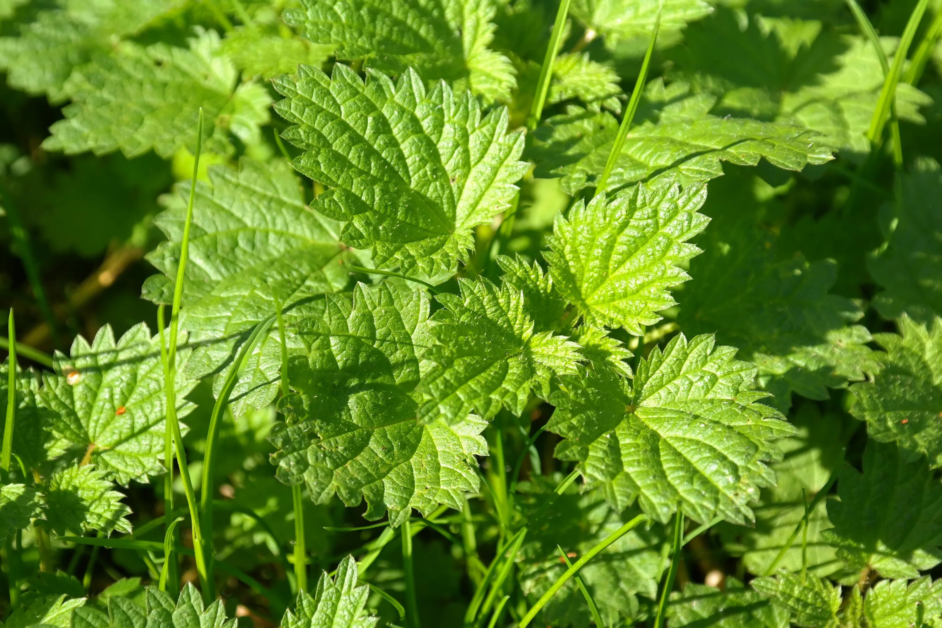 Крапива двудомная. Крапива двудомная (URTICADIOICAL.). Крапива (Urtica dioica). Крапива двудомная (Urtica dioica). Крапива семейство