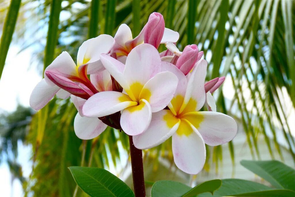 Be a flower kusuriya. Цветы Плюмерия Франжипани. Плюмерия Гавайи. Цветок Тайланда Франжипани.