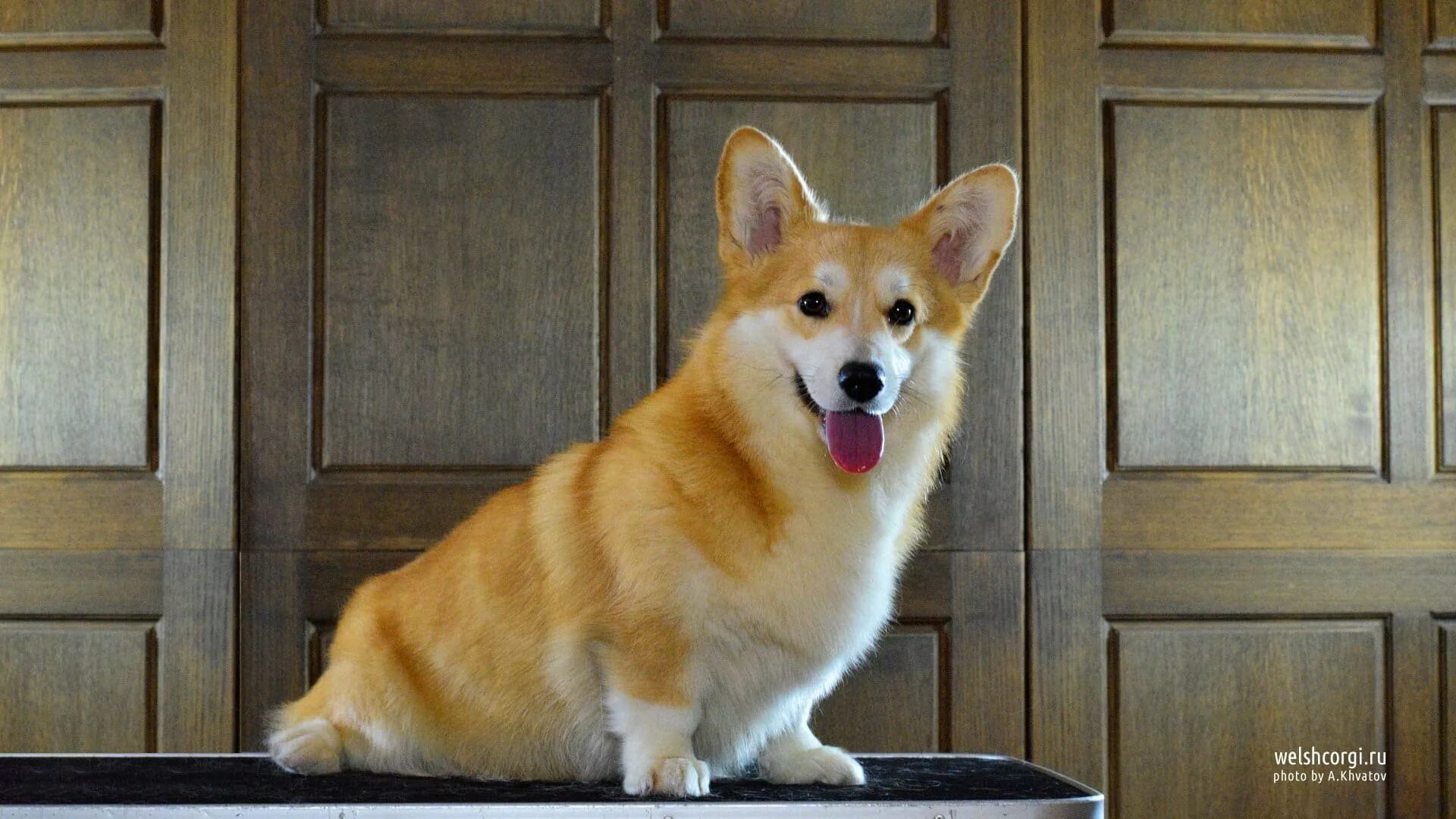 Питомник собак корги. Вельш корги пемброк питомник. Вельш корги пемброк питомник. Вельш-корги. Разводчики корги.
